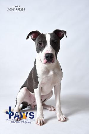 A black and white dog sitting on a white background
