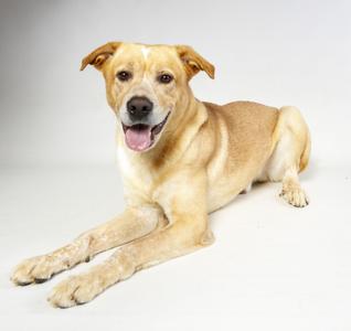 A light brown dog lying down with its tongue out, looking at the camera.