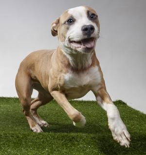 Poker Face, Pit Bull Terrier, young, available for adoption