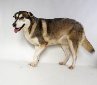 A brown and black dog with a white chest and legs, standing on a white background.