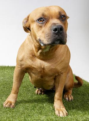 Canela, Pit Bull Terrier, adult, available for adoption