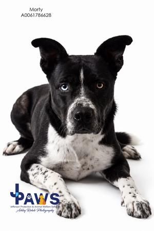 Morty, Mixed Breed, young, available for adoption