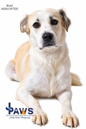 A light-colored dog with floppy ears and a black nose is lying down on a white background. The dog has a white chest and face with tan markings on its head and body. The dog's front paws are visible, and it appears to be looking directly at the camera. The image includes a logo in the bottom left corner that reads "PAWS" with the text "Animal Protective & Rescue Society" and "Ashley Riche Photography" below it. The dog's name, "Brad," and an identification number, "A0061597320," are displayed in the top left corner.
