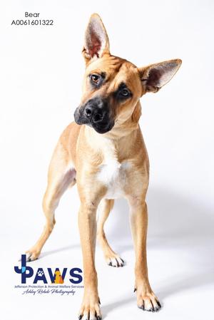 A light brown dog with a black muzzle and large ears standing on a white background. The dog has a white patch on its chest and is looking slightly to the side. The image includes a logo in the bottom left corner with the text "Paws" and "Ashley Richey Photography".