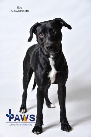 Eve, Black Labrador Retriever, young, available for adoption