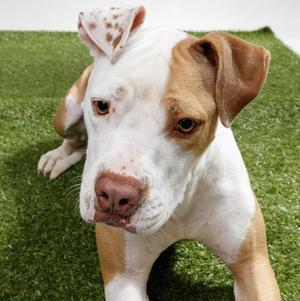 Sundae, Pit Bull Terrier, young, available for adoption