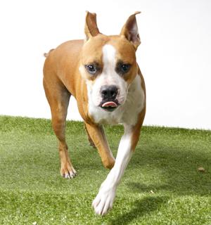 A brown and white dog running on artificial grass