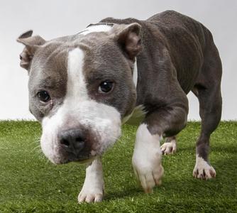 Antech, Pit Bull Terrier, young, available for adoption