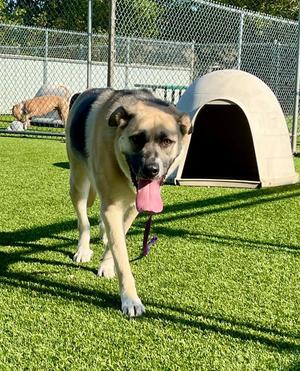 Lola, Shepherd / Mixed Breed, young, available for adoption