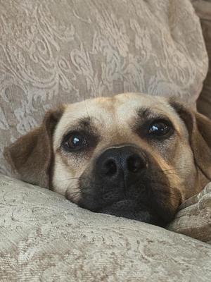 A close-up of a dog's face resting on a textured cushion.