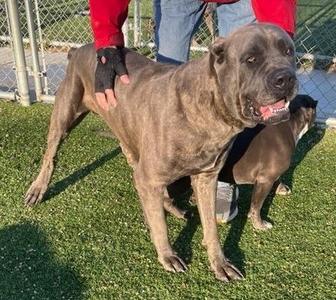 Kratos, Cane Corso, young, available for adoption