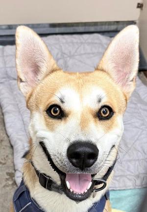 Shiloh, Shiba Inu / Husky, young, available for adoption