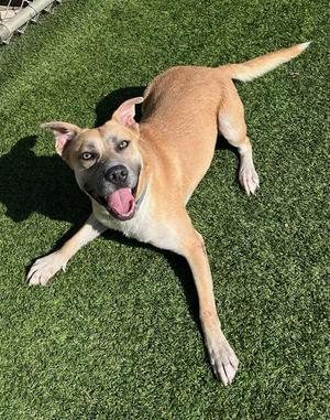 Amigo, Pit Bull Terrier, young, available for adoption