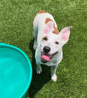 Diana, Pit Bull Terrier / Mixed Breed, puppy, available for adoption