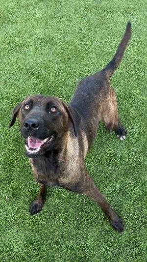 A brindle dog standing on artificial grass, looking up with an open, happy mouth.