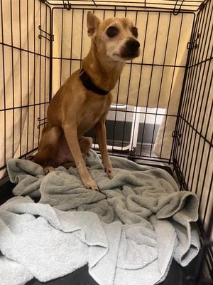 Tuffy, Chihuahua, senior, available for adoption