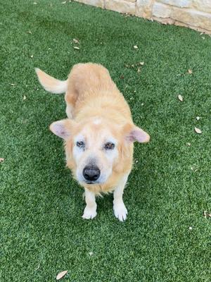 A light-colored dog with floppy ears standing on green grass, looking directly at the camera.