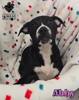 Abby, American Pit Bull Terrier Mix, puppy, available for adoption