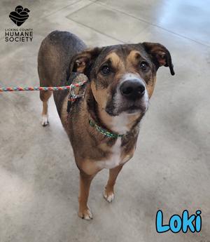 A brown and black dog with a green collar and a red and white leash, looking up at the camera. The name 'Loki' is written in blue text in the bottom right corner.