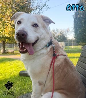 Otto, Golden Retriever Mix, young, available for adoption