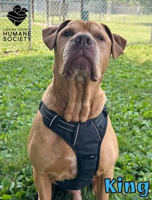 A brown dog wearing a black harness, standing in a grassy area with a chain-link fence in the background. The text "King" is written in blue at the bottom right corner of the image.