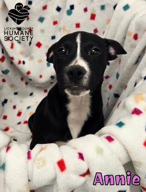 Annie, American Pit Bull Terrier Mix, puppy, available for adoption