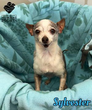 Sylvester, Chihuahua - Smooth Coated Mix, senior, available for adoption