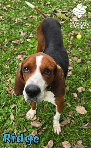 Ridge, Treeing Walker Coonhound, adult, available for adoption