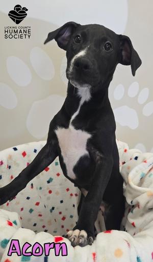 Acorn, American Pit Bull Terrier Mix, puppy, available for adoption