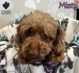 Misty, Poodle - Miniature, senior, available for adoption