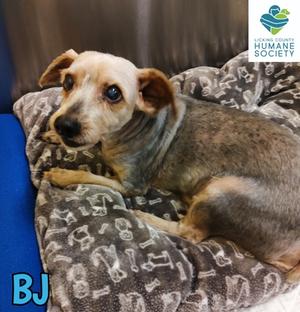 BJ, Yorkshire Terrier Mix, senior, available for adoption