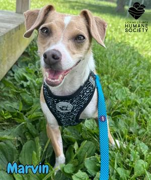 Marvin, Dachshund Mix, adult, available for adoption