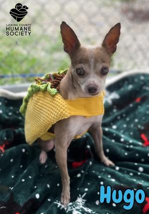 Hugo, Chihuahua - Smooth Coated Mix, senior, available for adoption