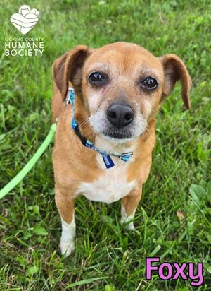 Foxy, Chihuahua - Smooth Coated Mix, senior, available for adoption