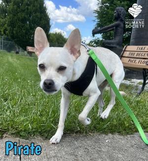 Pirate, Chihuahua - Smooth Coated Mix, young, available for adoption