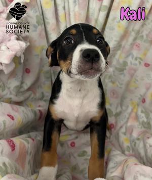 Kali, Rottweiler Mix, puppy, available for adoption