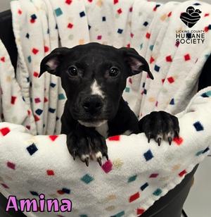 Amina, American Pit Bull Terrier Mix, puppy, available for adoption