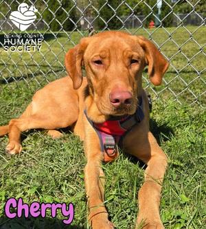 Cherry, Labrador Retriever Mix, adult, available for adoption