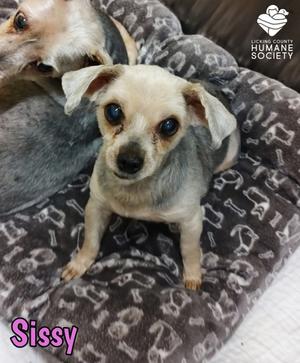 A small dog named Sissy sitting on a patterned blanket. The dog has a light-colored face with dark eyes and ears, and a grayish body. The background includes another dog partially visible. The image is from the Humane Society of the United States.