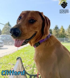 Clifford, Labrador Retriever Mix, adult, available for adoption