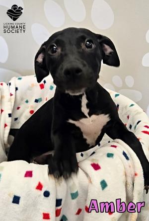 Amber, American Pit Bull Terrier Mix, puppy, available for adoption