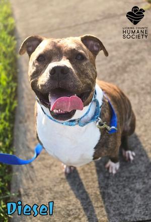 Diesel, Pit Bull Terrier and Boxer, adult, available for adoption