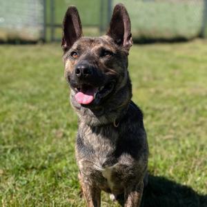 Weston, Shepherd, adult, available for adoption