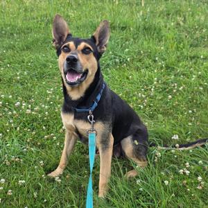 A black and tan dog sitting in a grassy field, wearing a blue collar and leash.