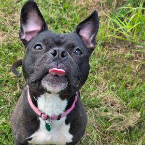 Mugzy, Bulldog, American, adult, available for adoption