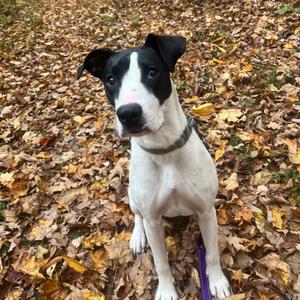 Susan Spell, Mixed Breed (Medium), young, available for adoption