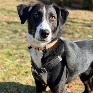 Poseidon, Collie, Border, senior, available for adoption