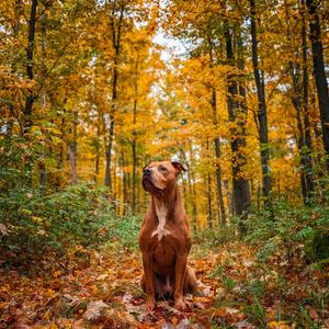 Salem, Terrier, American Pit Bull, adult, available for adoption