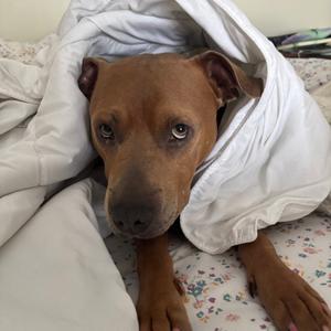 Salem, Terrier, American Pit Bull, adult, available for adoption
