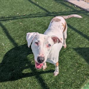 Phoenix, Mixed Breed (Medium), senior, available for adoption